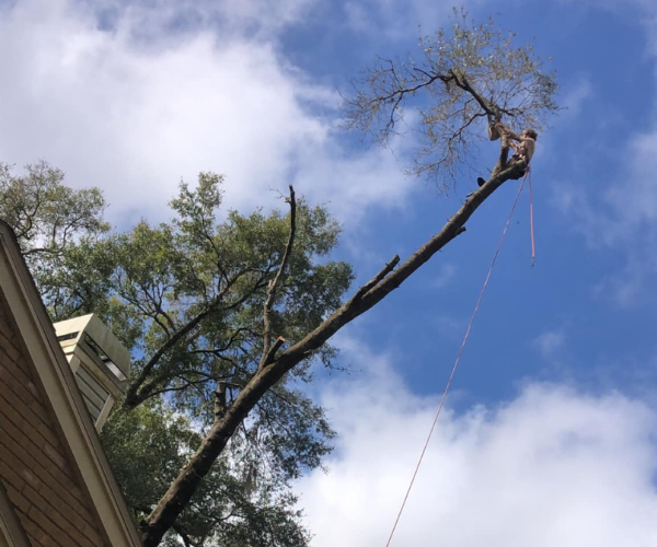 long branch tree service doing tree trimming in tampa fl