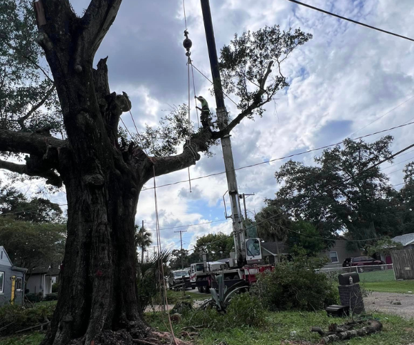 large tree being cut down with a crane for support in removing it