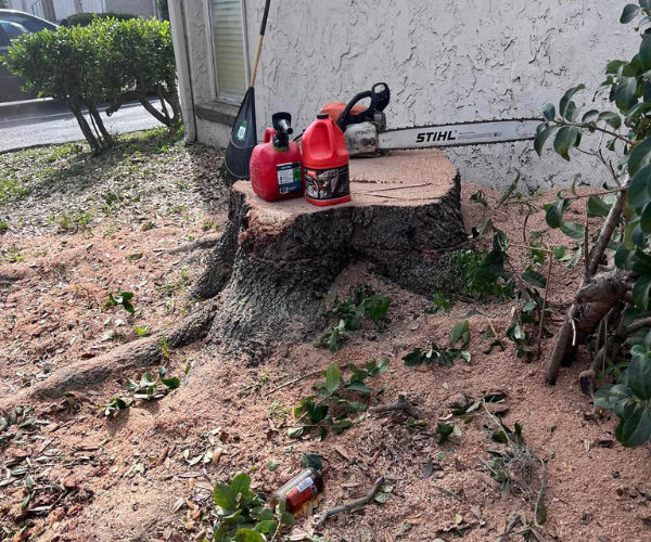 professional tree removal that has just been done in tampa fl