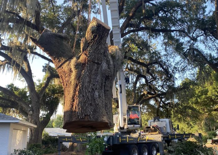 tree service tampa fl