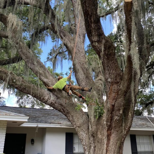 professional tree trimming tampa fl being done