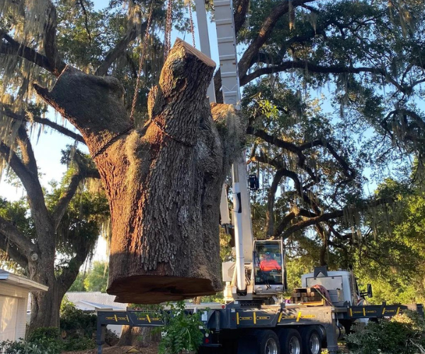 large tree stump being hauled off