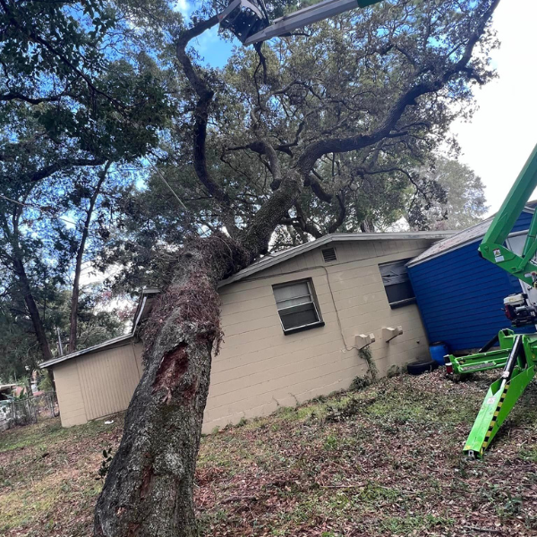 tree service being done in tampa fl area