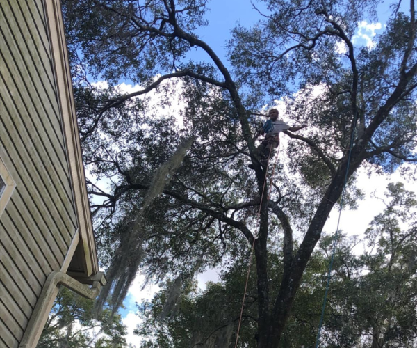 professional tree trimming being done in the tampa fl area