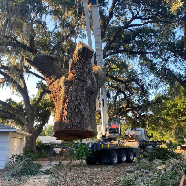 large tree being removed by a crane