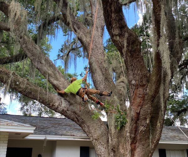 man working on a tree project