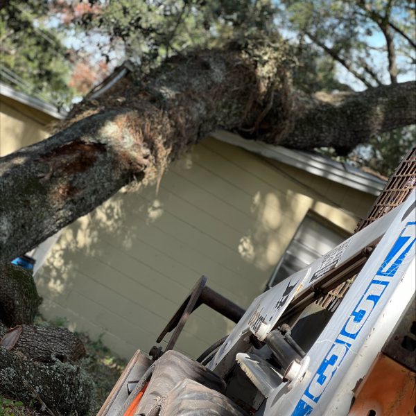 Tree Service Tampa FL being done on a property